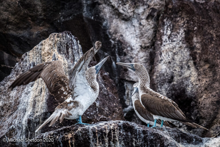 Blue footed booby